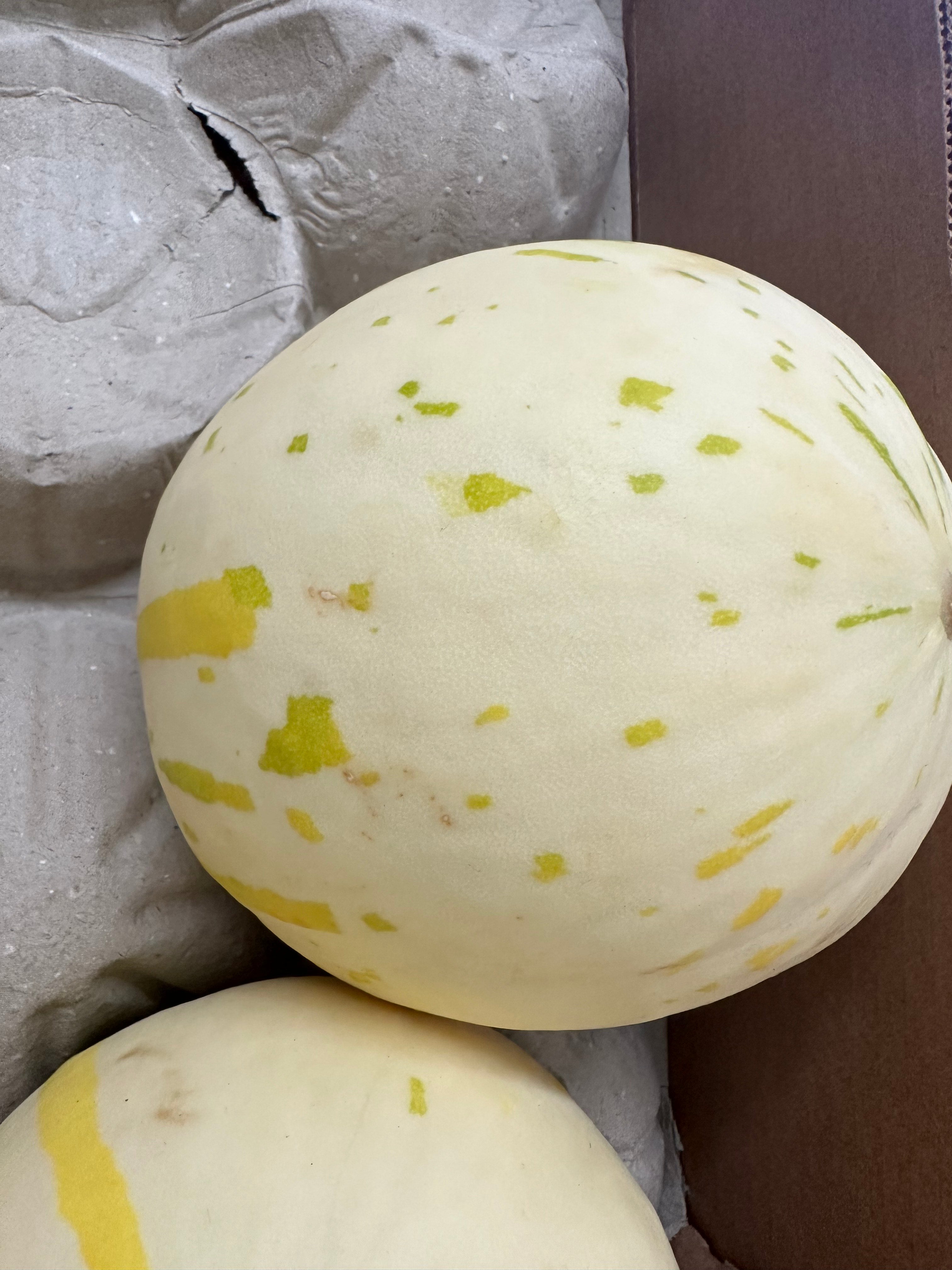 snow melon