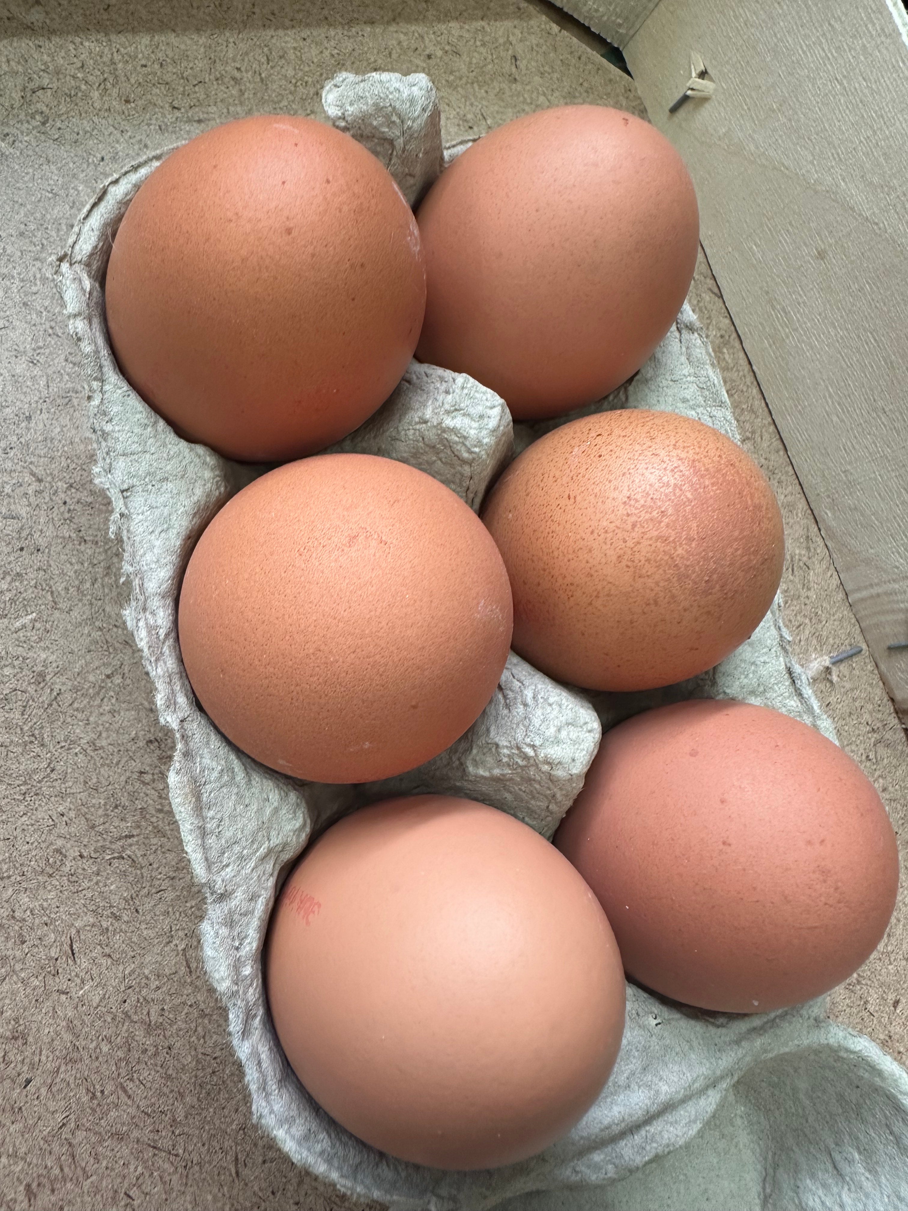 large eggs