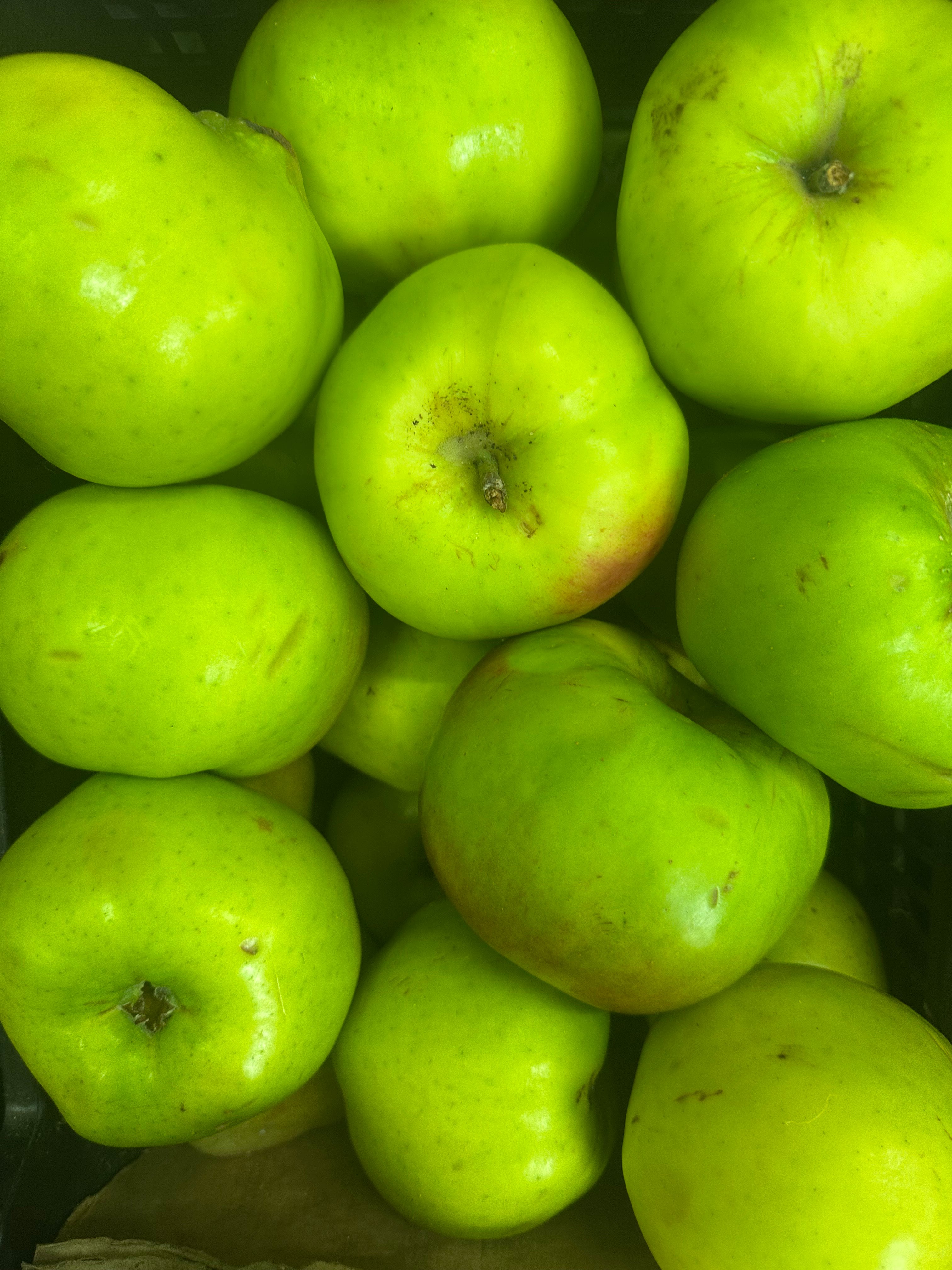 English bramley baking apples
