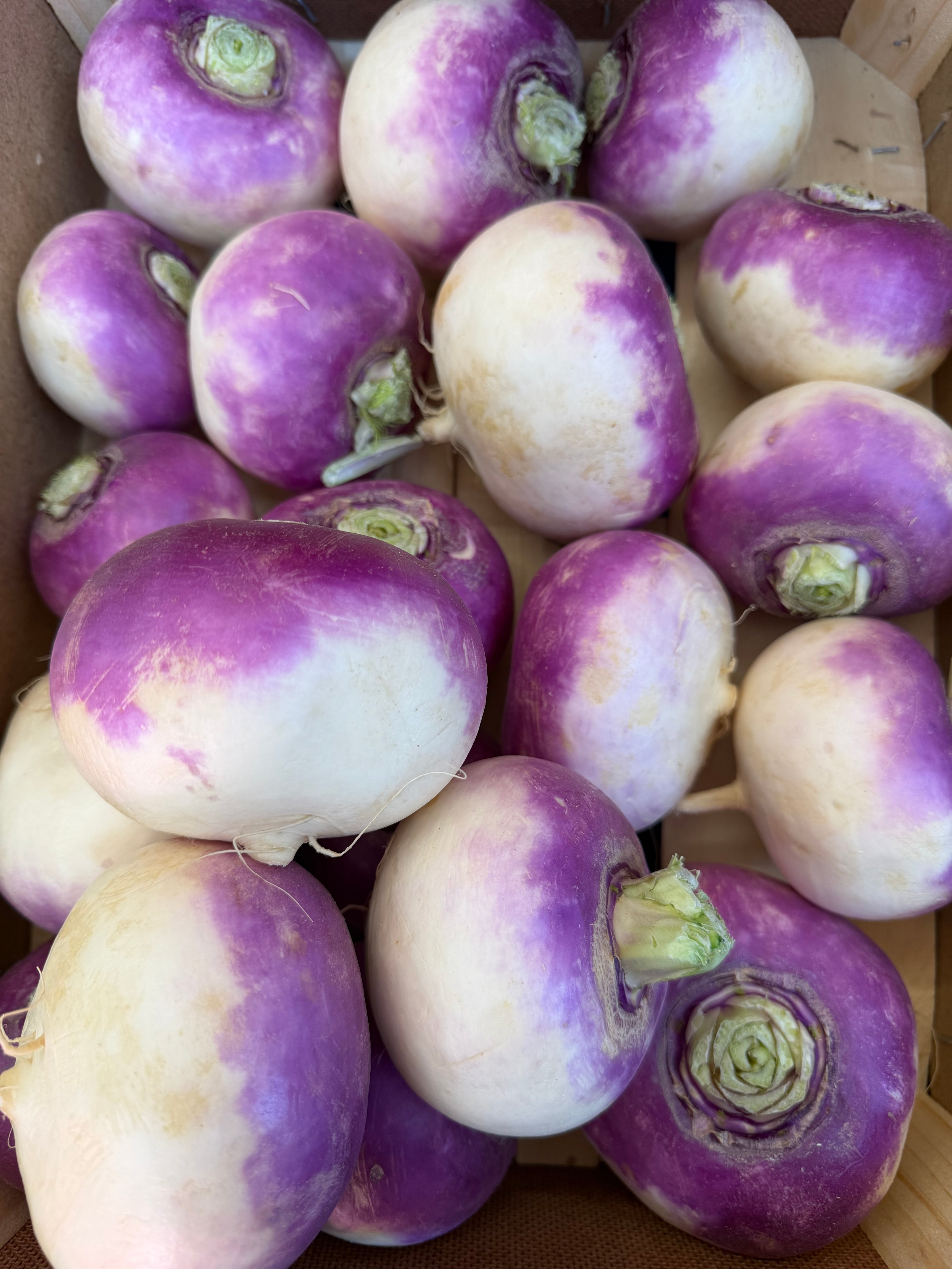Large White turnip