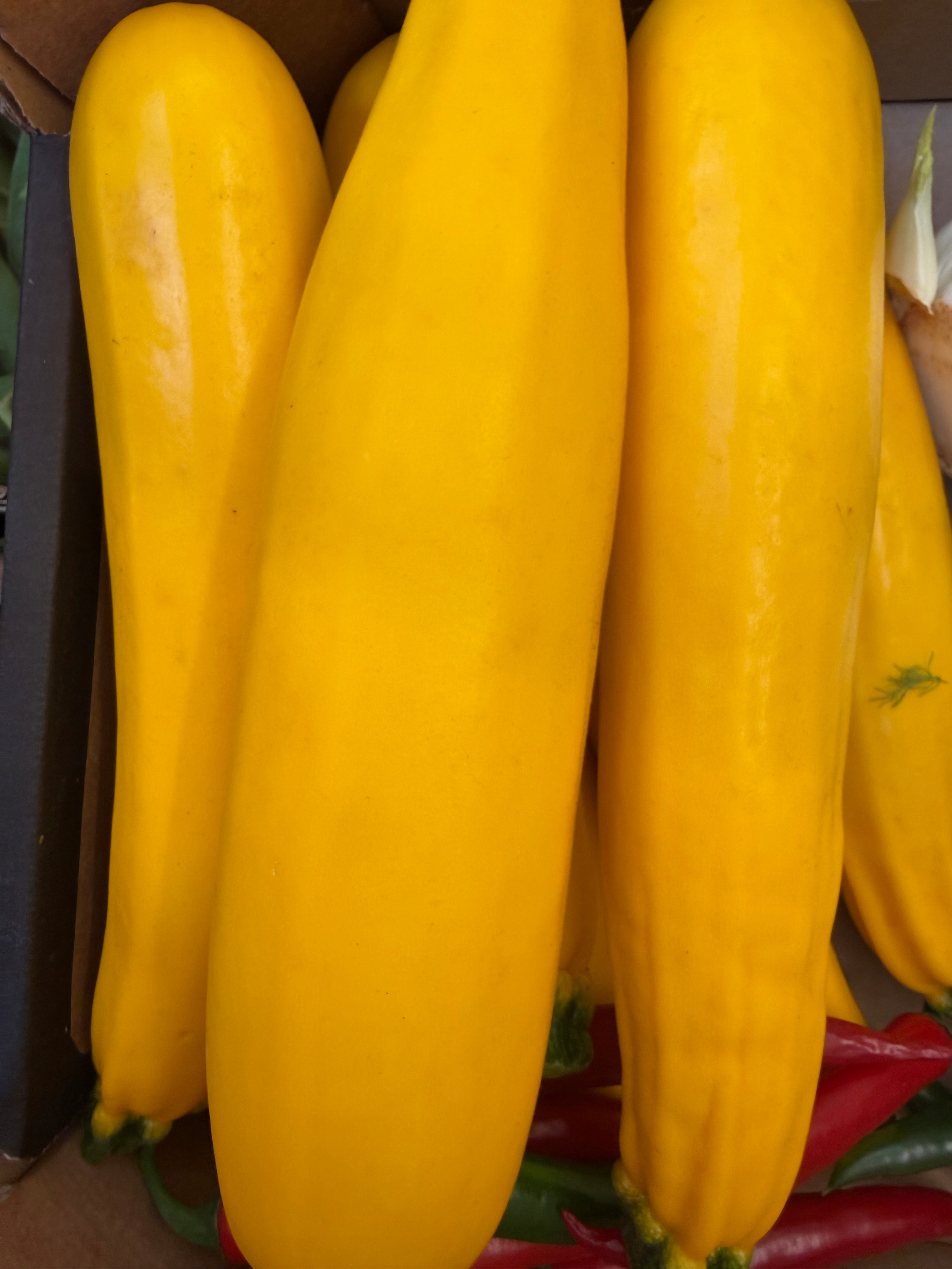 Large Yellow courgettes