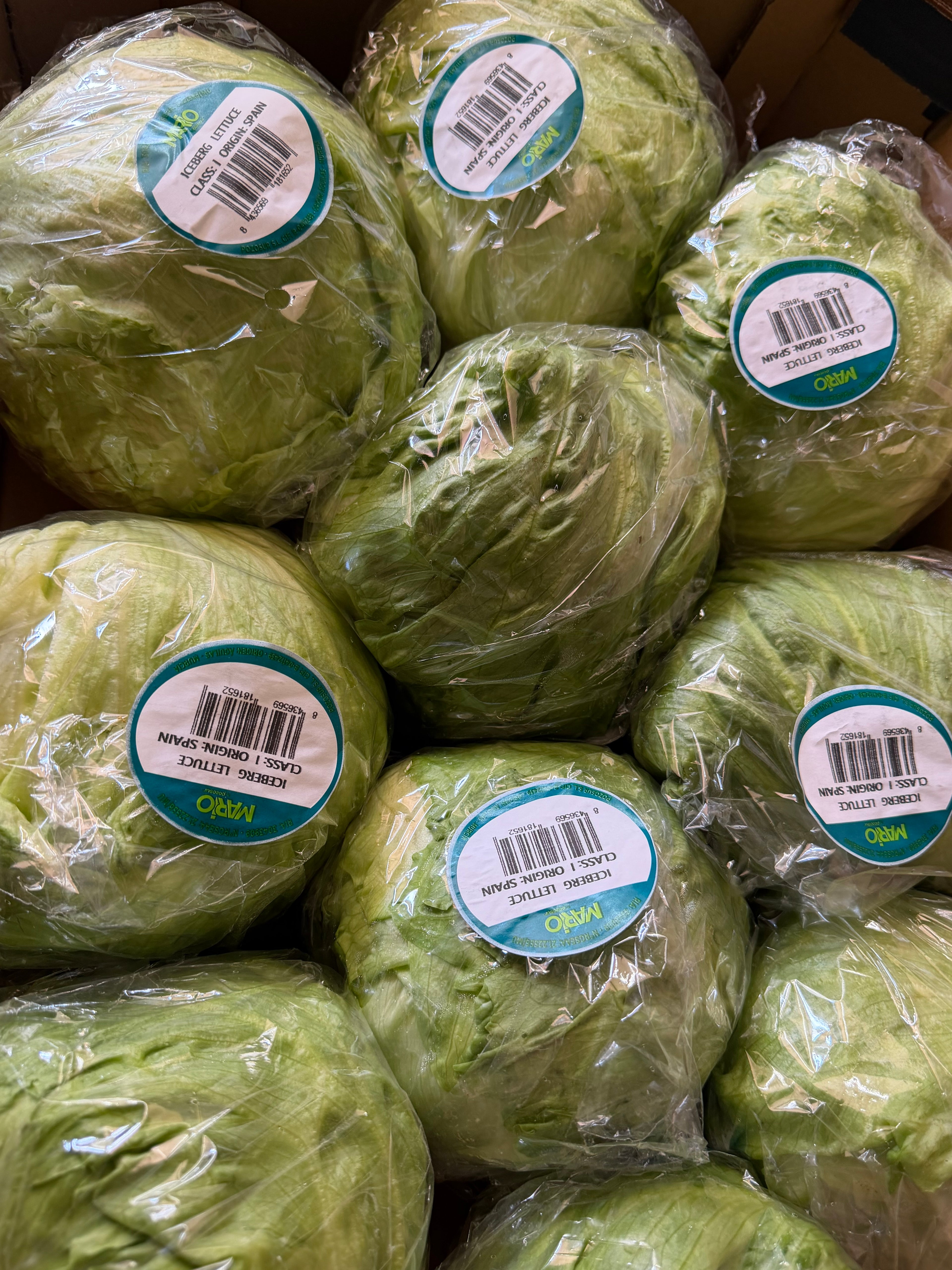 Large Iceberg lettuce