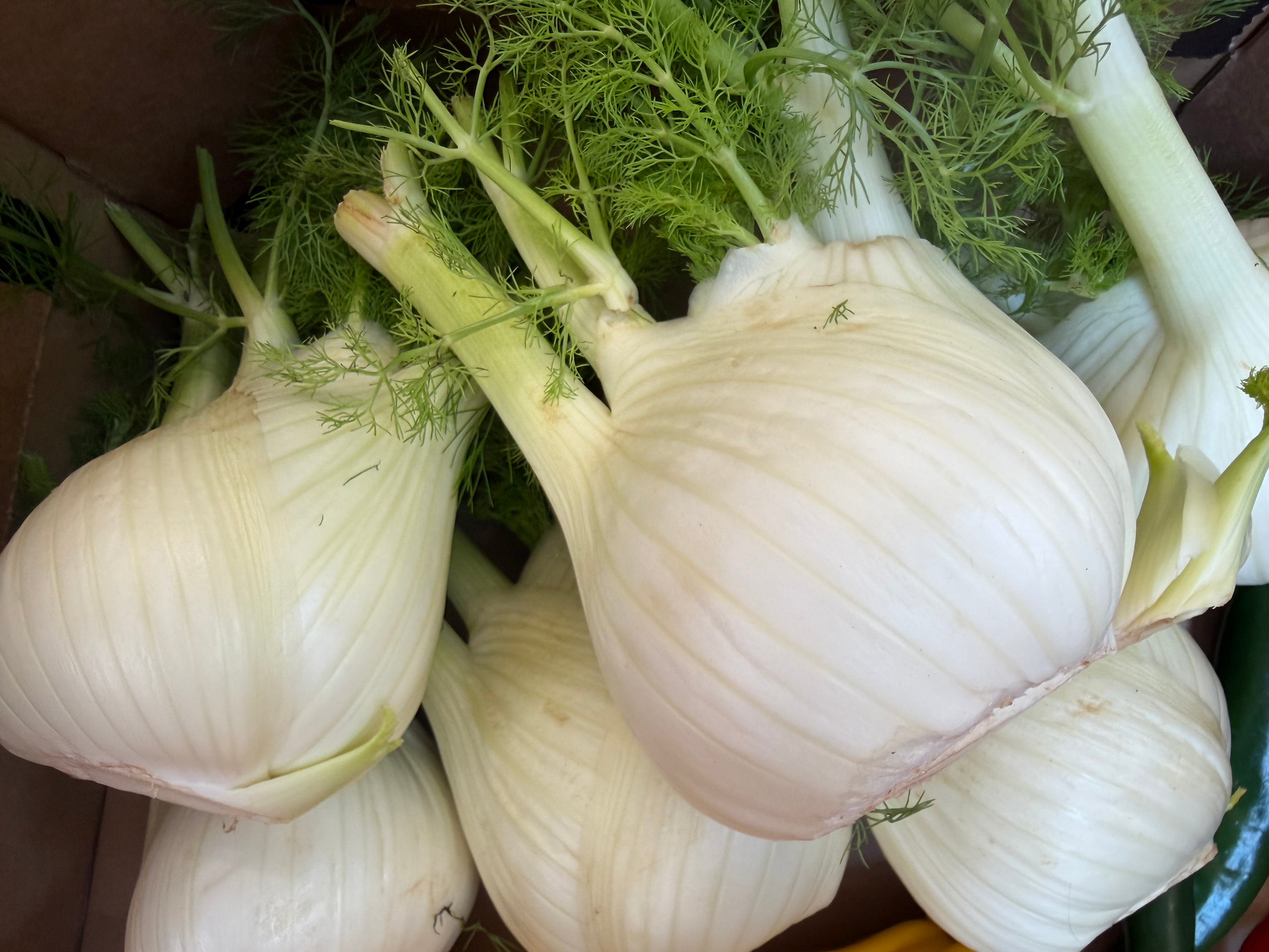Large fennel bulb £1.80