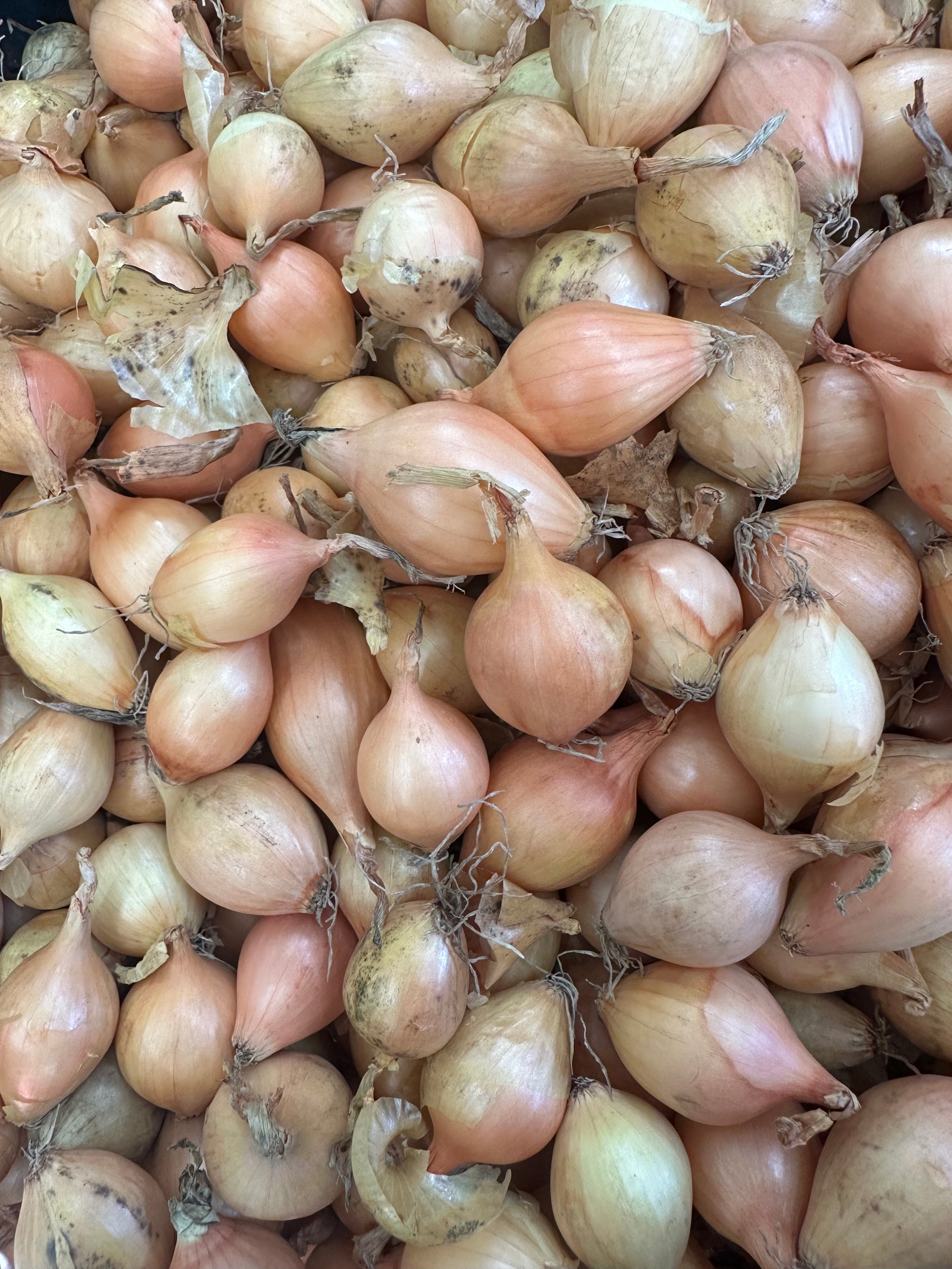 cocktail pickling onions