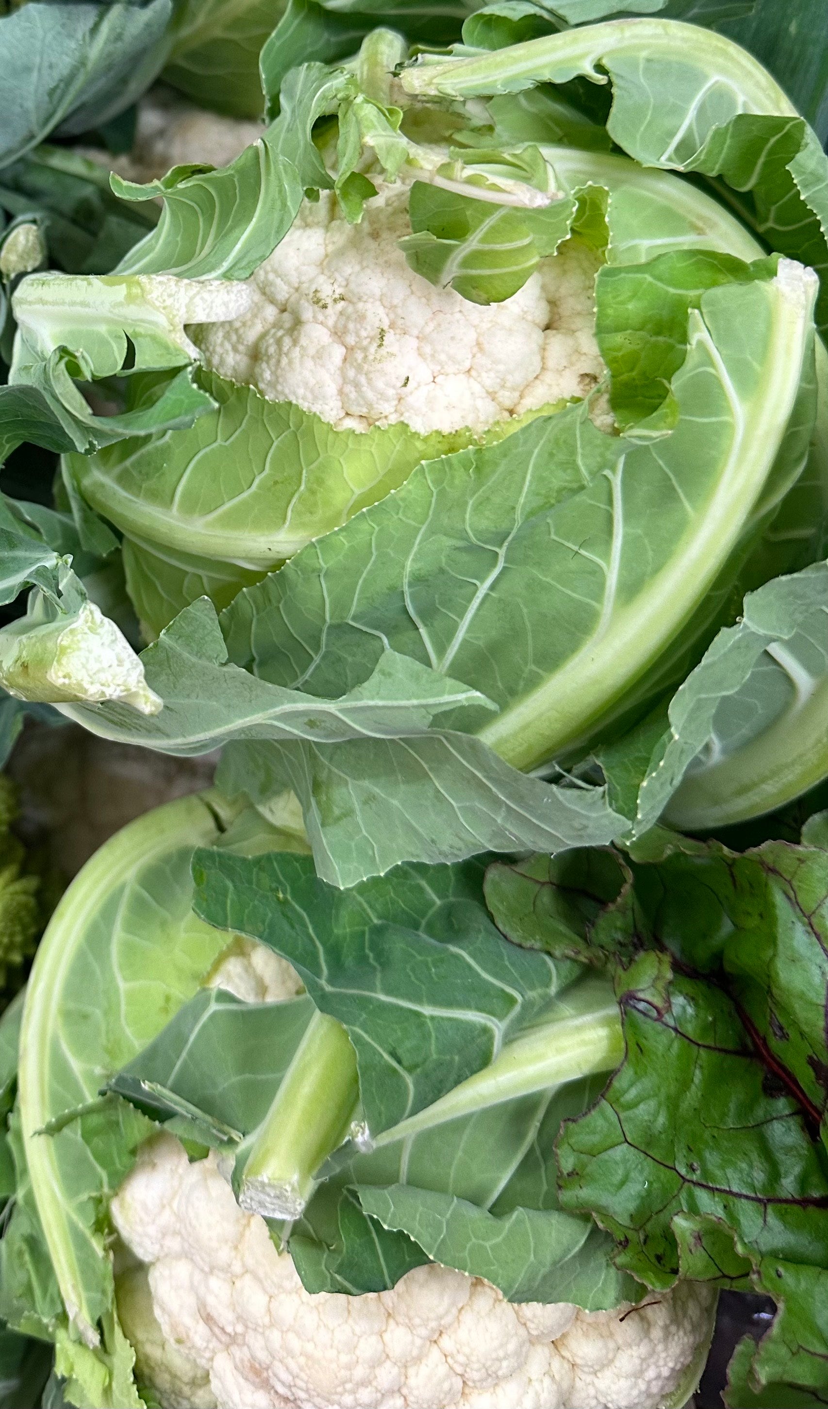 cauliflower