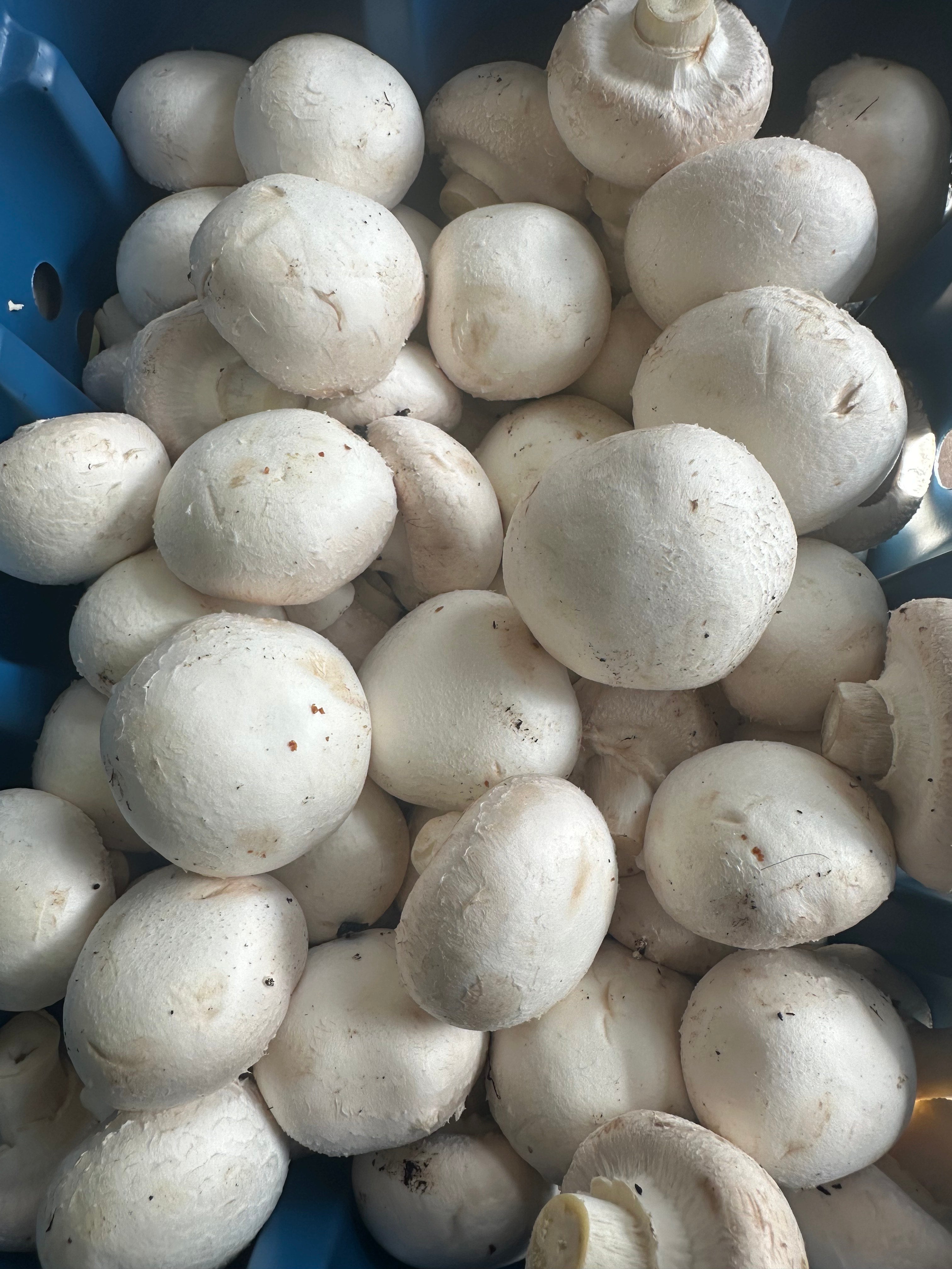 closed cup mushrooms