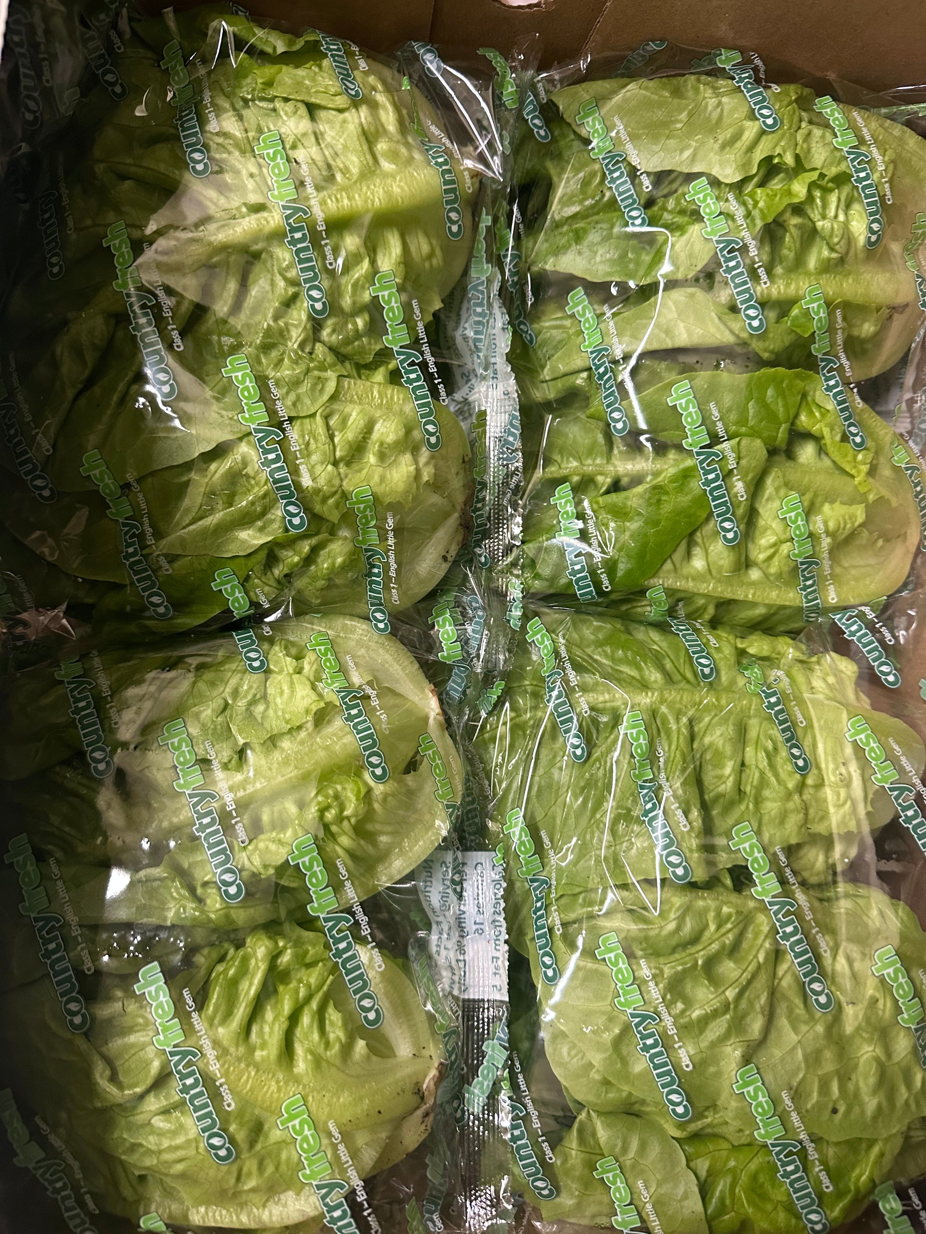 twin pack of little gem Lettuce